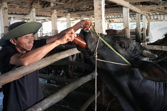 Quảng Ngãi: Dịch lở mồm long móng lan nhanh, khó kiểm soát