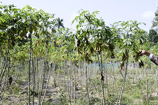 Thừa Thiên – Huế: Hàng trăm ha sắn nhiễm bệnh khảm lá