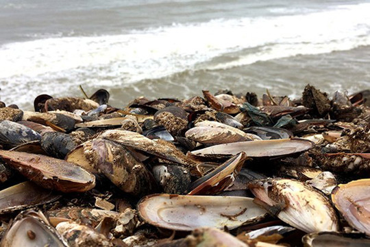 Nhiệt độ đại dương tăng, nửa triệu trai biển bị chết dạt vào bờ