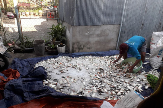 An Giang: Hàng loạt tấn cá trên sông Cái Vừng tiếp tục bị chết do thiếu oxy