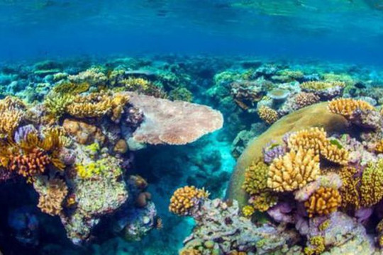 Cảnh báo 70-90% rạn san hô nguy cơ biến mất trong 20 năm tới