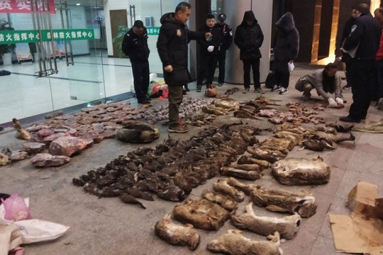 Trung Quốc phát lệnh cấm toàn diện mua bán, tiêu thụ động vật hoang dã