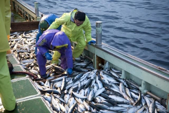 Singapore bỏ lệnh cấm nhập khẩu thực phẩm từ tỉnh Fukushima, Nhật Bản