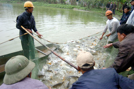 Hà Nội: Siết chặt quản lý hoạt động nuôi trồng, bảo vệ nguồn lợi thủy sản
