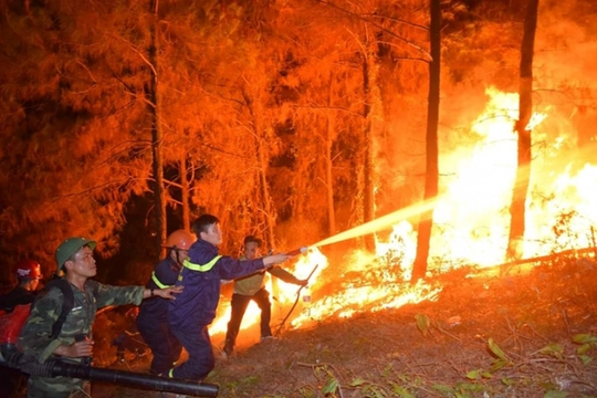 Quảng Ninh: Cháy rừng thông tại thị xã Đông Triều