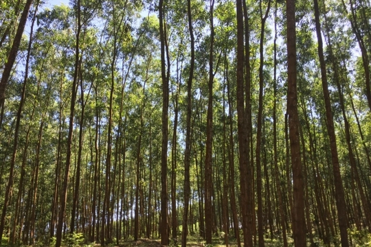 Phú Yên nâng độ che phủ rừng 45% năm 2020