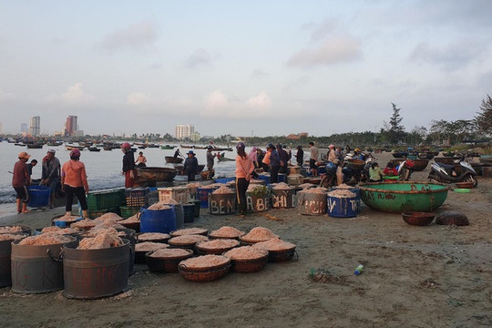 Đà Nẵng: Trúng mùa ruốc biển, ngư dân kiếm tiền triệu mỗi ngày