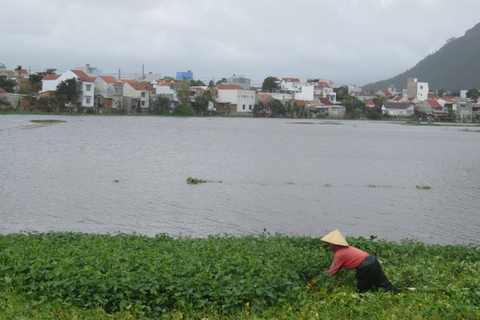 Phú Yên: Hỗ trợ cho nông dân có ruộng ngập úng, bỏ hoang