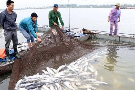 Hải Dương: Cá chết trắng góc sông do ô nhiễm nước