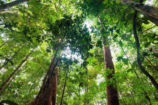 Rừng mưa nhiệt đới lớn thế hai thế giới mất dần khả năng hấp thụ CO2