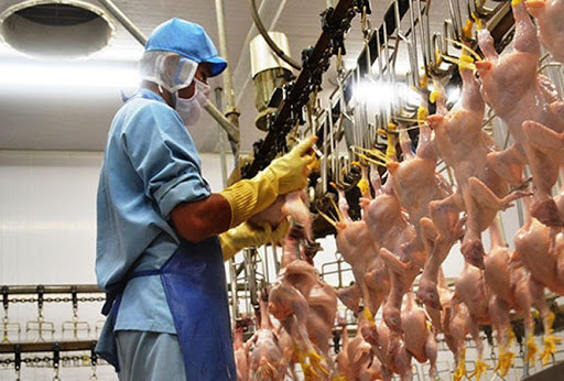 Thịt gà chế biến từ Việt Nam được phép xuất khẩu sang thị trường Nga