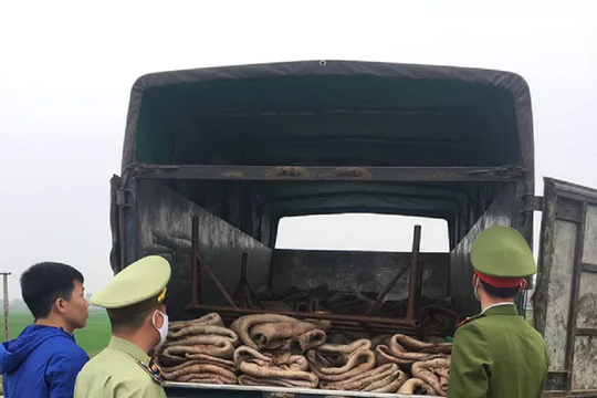 Bắc Giang: Tiêu hủy 2.500 kg da trâu không rõ nguồn gốc xuất xứ