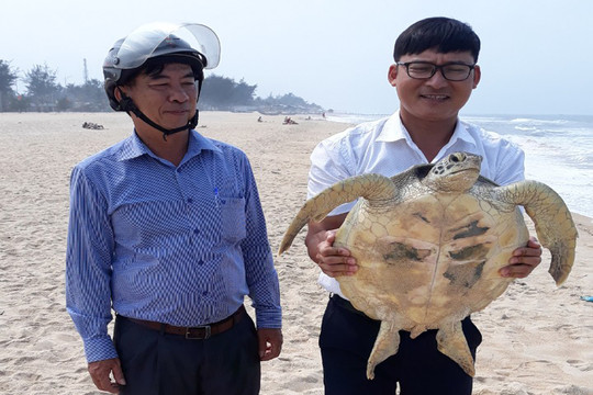 Thừa Thiên – Huế: Thả cá thể rùa quý hiếm về biển