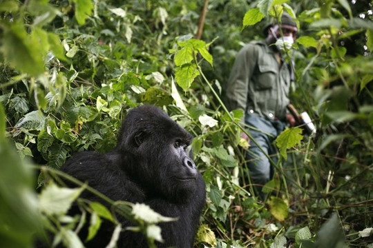 Loài khỉ đột châu Phi bị đe dạ bởi dịch Covid-19