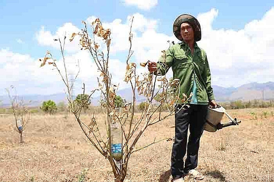 Ninh Thuận: Thiếu nước tưới cho cây trồng ở Nhị Hà