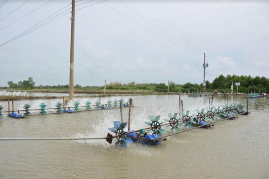 Kiên Giang: Ứng phó với dịch bệnh ở tôm nuôi nước lợ