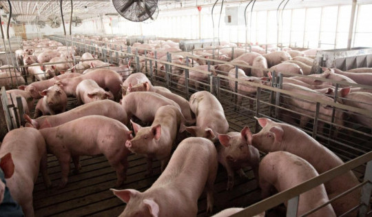 Từ 1/4, Giá lợn hơi sẽ giảm xuống mức 70.000 đồng/kg