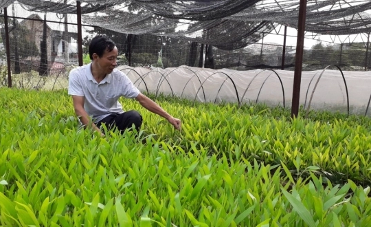 Tuyên Quang: Sẵn sàng trồng 10.000 ha rừng