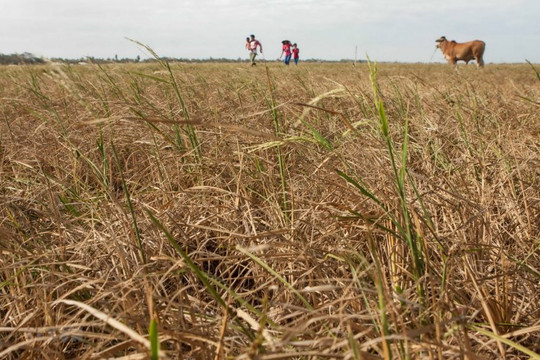 Cà Mau: Hàng chục nghìn ha lúa và hoa màu bị thiệt hại do hạn mặn
