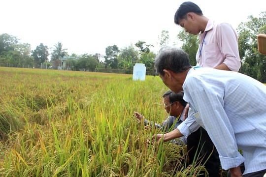 Thời tiết tạo thuận lợi cho sinh vật gây hại lúa Đông Xuân