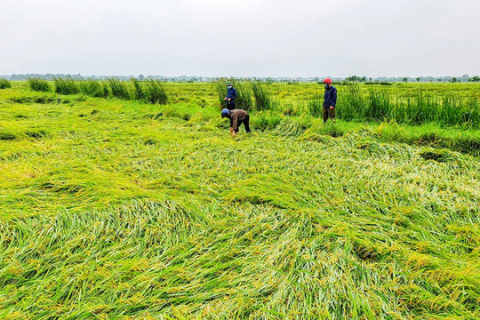 Hơn 3.000 ha lúa sắp thu hoạch ở Quảng Trị bị ngã đổ, ngập úng do mưa lớn