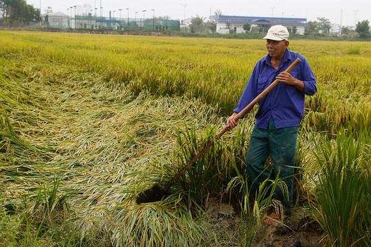 Hơn 10.000 ha lúa ở Thừa Thiên – Huế gãy đổ sau mưa lớn