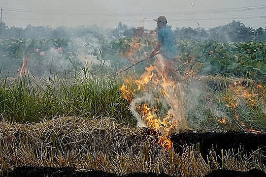 Thừa Thiên – Huế :Các giải pháp hạn chế đốt rơm rạ sau thu hoạch lúa nhằm bảo vệ môi trường
