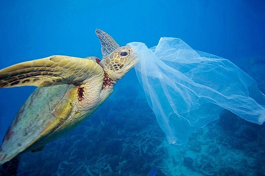 Oman cấm túi nhựa dùng một lần