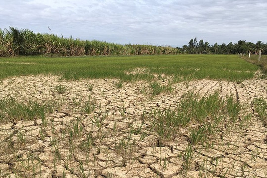 Sóc Trăng: Giảm thiệt hại nhờ ứng phó tốt với hạn mặn trong mùa khô