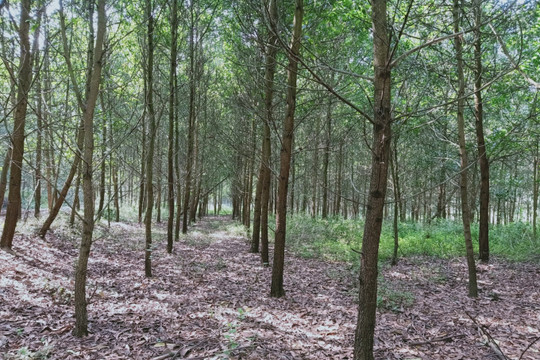 Thúc đẩy cấp chứng chỉ quản lý rừng bền vững của Việt Nam