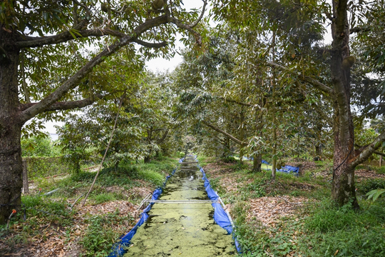 Nông dân Đồng bằng sông Cửu Long phủ bạt, tích nước chống hạn mặn cho cây sầu riêng