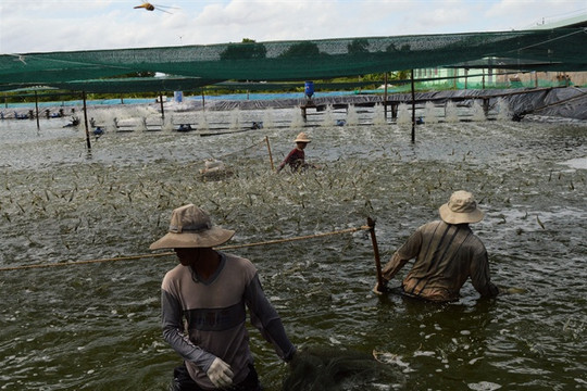 Ngành tôm Việt Nam vượt khó phấn đấu xuất khẩu năm 2020 đạt 3,5 tỉ USD