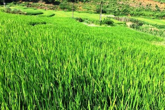Hơn 200 ha lúa đặc sản ở Lào Cai mất trắng do rét “nàng Bân”