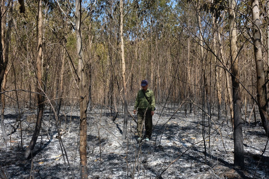 Khánh Hòa: Gần 100ha rừng trồng bị cháy