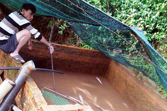 Lâm Đồng: Hàng tấn cá tầm chết trắng hồ nghi nhiễm độc