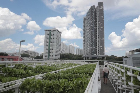 Singapore trồng rau, phủ xanh sân thượng nhà để xe