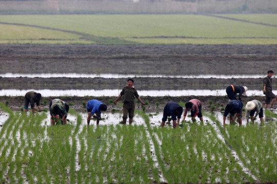 Triều Tiên có thể đối mặt thiếu hụt lương thực trong năm 2020
