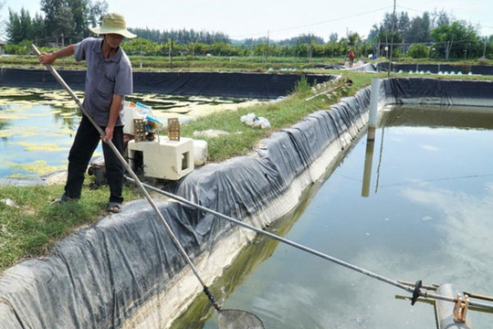 Hàng loạt hồ tôm ở Quảng Ngãi bị tiêu hủy do dịch bệnh