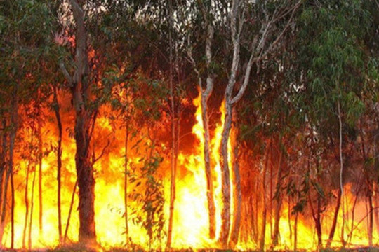 Đề xuất cháy rừng là một loại hình thiên tai đặc thù