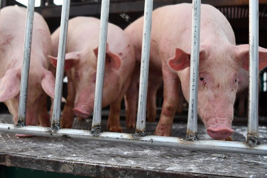 Giá thịt lợn tăng “phi mã”, Việt Nam cho nhập lợn sống về để hạ giá thịt