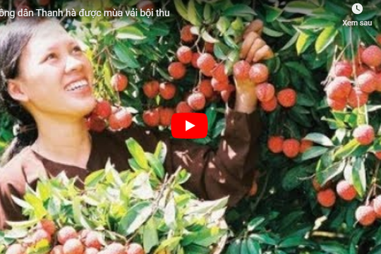 [VIDEO] Nông dân Thanh hà được mùa vải bội thu