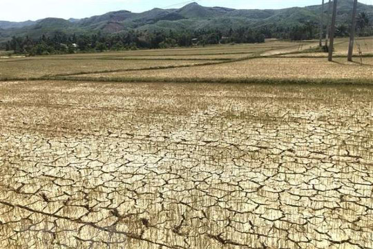Khánh Hòa cấp phát hơn 1.300 tấn gạo hỗ trợ người dân bị thiếu đói do hạn hán