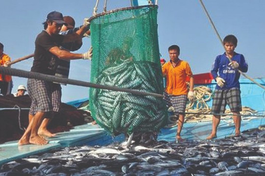 Ngày Đại dương Thế giới: Bảo vệ và phát triển nguồn lợi hải sản vì một đại dương bền vững