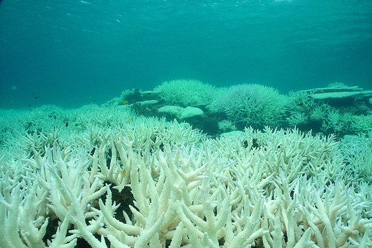 Cảnh báo rạn san hô Great Barrier ở Australia bị tẩy trắng trên phạm vi rộng