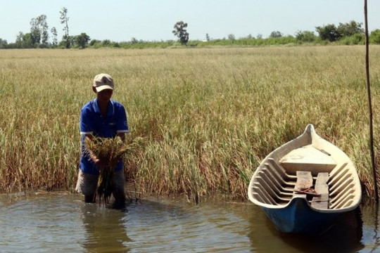 ĐB sông Cửu Long: Thuận lợi về nguồn nước tưới do có mưa