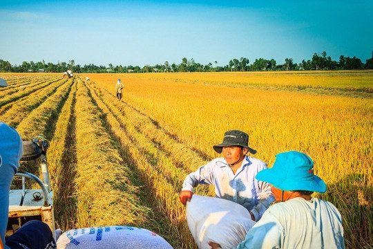 Việt Nam trúng thầu xuất khẩu gạo sang Philippines