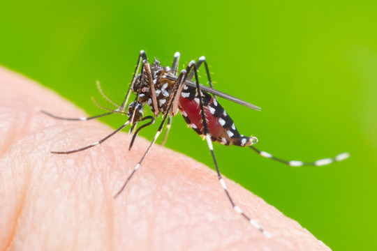Cẩn trọng với bệnh sốt xuất huyết đang vào mùa