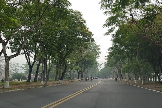 Thừa Thiên – Huế: Kiểm tra, xử lý cây xanh đô thị có nguy cơ gây mất an toàn
