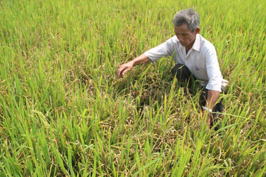 Bình Thuận: Không để thiếu nước tưới tiêu phục vụ sản xuất nông nghiệp vụ Hè Thu