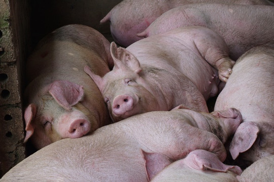 Gần 2 triệu con lợn sống Thái Lan sắp được nhập về Việt Nam